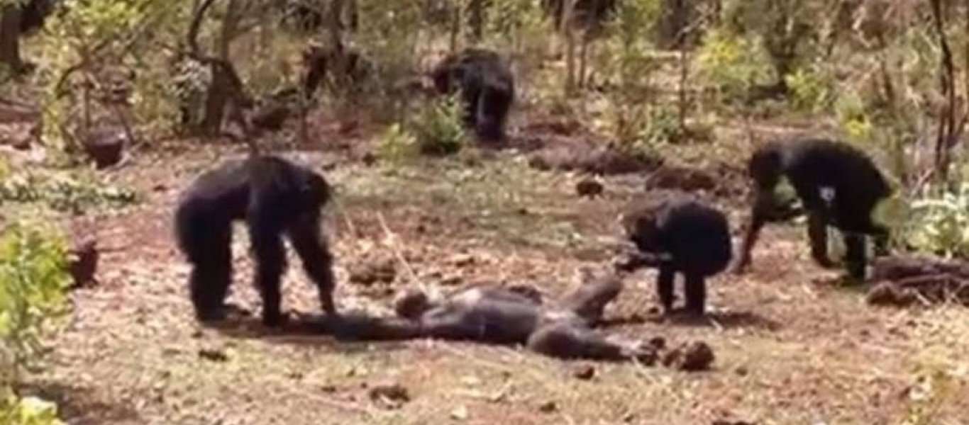 Χιμπατζίδες σκοτώνουν με βασσανιστικό και φρικιαστικό τρόπο άλλο χιμπατζή (βίντεο)